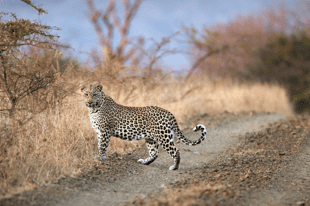 Join us on a KwaZulu-Natal safari