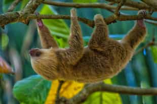 Costa Rica Country Guide