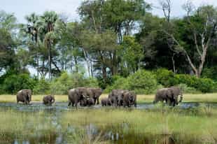 What wildlife can be seen on a Botswana safari