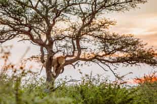 South Africa Wildlife Guide