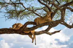 Tanzania Wildlife Guide