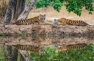 India Wildlife Guide
