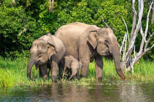 Sri Lanka Wildlife Guide