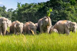 Thailand Wildlife Guide