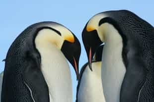 Sensational Wildlife & Where To Find It