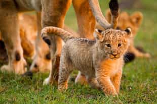 Big Cats of Kenya To See On Your Safari