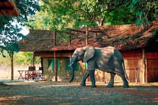 Annie’s Spectacular South Luangwa Safari