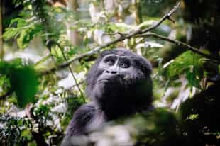 Explore Uganda with Meg