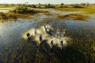 What You Need to Know About a Botswana Safari