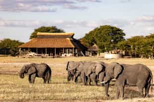 Your guide to epic elephant encounters in Hwange National Park