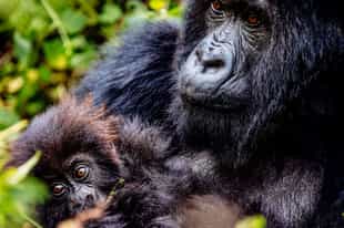 Gorilla trekking vs habituation: what is the difference?