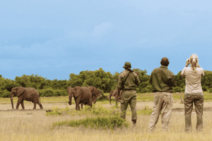 What to expect on a Zambia walking safari