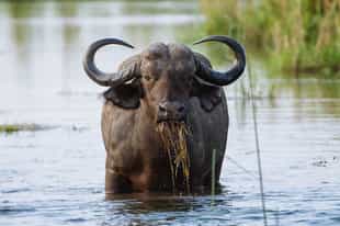 Zambia wildlife guide