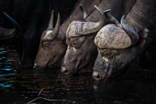 Top 10 Tips for Safari Photography