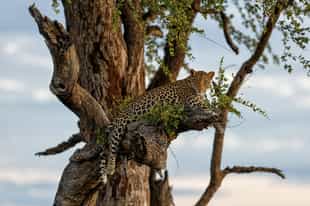 South Africa’s Secret Safari Reserves: Klaserie, Balule & More