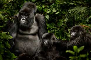 What to pack for a gorilla trek