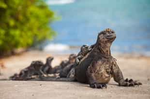 Take a walk to a colony of marine iguanas