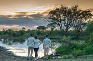 Go on a guided walking safari in Madikwe