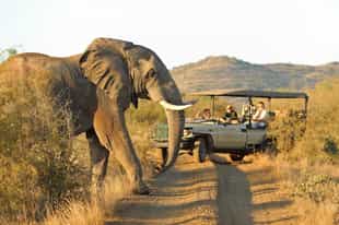 Track Madikwe's wildlife on a game drive