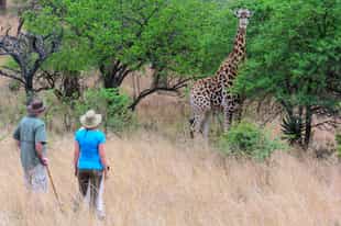Go on a guided walking safari in Kwazulu Natal