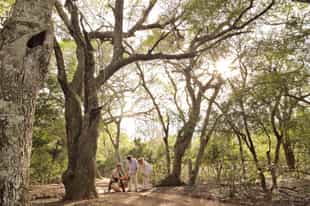 Go on a guided walking safari in Phinda