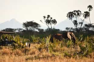 Track Meru's wildlife on a game drive