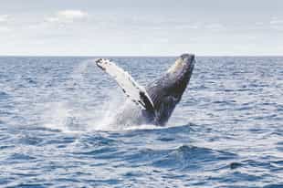 Go whale spotting in Reunion Island