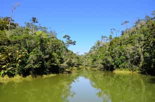 Paddle out on a a Pirogue boat trip in Andasibe