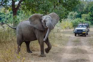 Track the Majete's wildlife on a game drive
