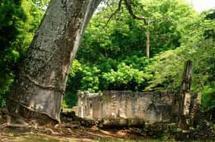 Explore the ruins of the ancient city of Gede
