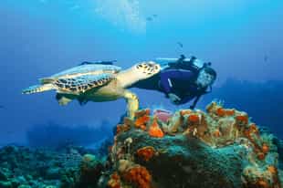 Scuba dive among Watamu's reefs and marine life