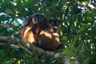 Spot geckos and lemurs in the Manafiafy rainforest