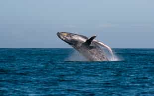 Enjoy a whale-spotting cruise near Manafiafy