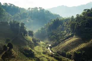 Hike through the rural countryside in Chiang Rai
