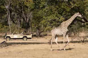 Track wildlife on a game drive in Vicotira Falls