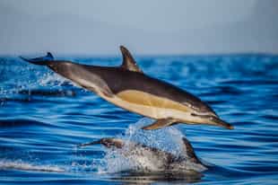 Spot marine life on a cruise in Plettenberg Bay