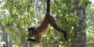 Visit the primate sanctuary in Plettenberg Bay