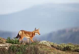 Track the highly endangered Ethiopian Wolf