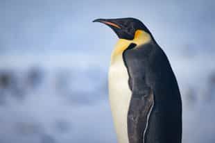 Visit the Emperor Penguin colony in Antarctica
