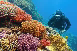 Go scuba diving in Sharm El Sheikh