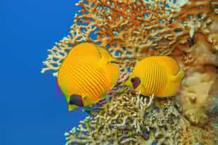 Scuba dive among the coral reefs in Hurghada