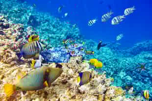 Snorkel the crystal clear waters of Sharm