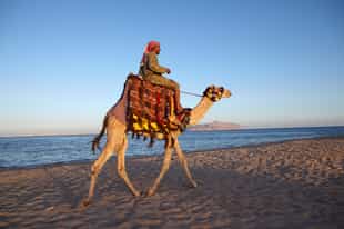 Ride through Hurghada's desert on a camel safari