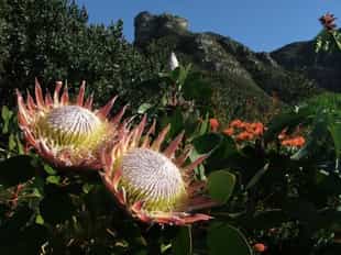 Explore Kirstenbosch gardens in Cape Town