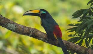 Go on a birding safari in The Ecuadorian Amazon