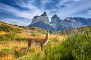 Spot guanaco in Torres Del Paine