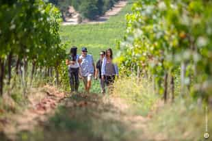 Take a walking tour through The Wine Valleys