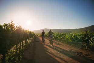 Discover the wine valley on a bike tour