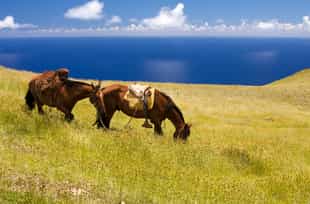 Ride alongside the roaming horses of Easter Island