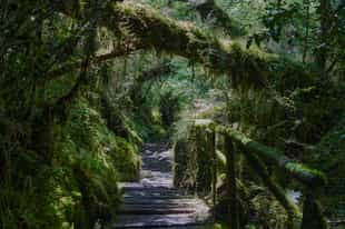 Hike Queulat National Park's enchanted forests